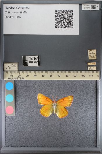 Media type: image;   Entomology 193725